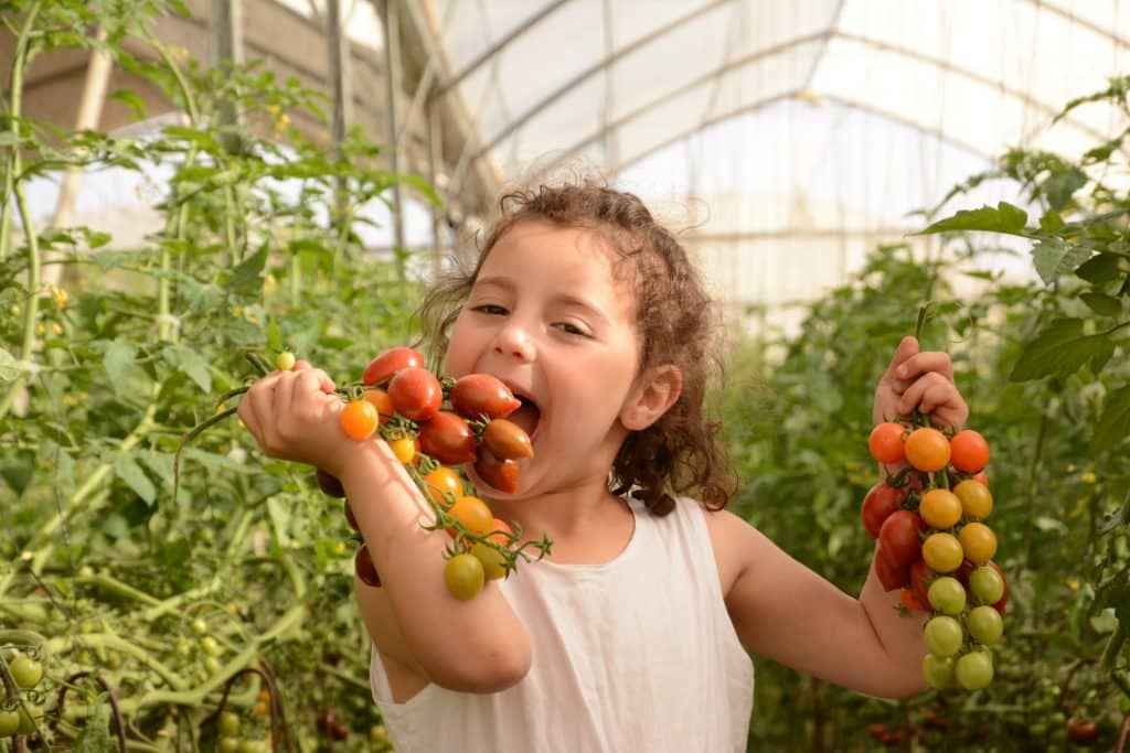סוכות-בצפון-הנגב-צילום-מיטל-סטרז-3