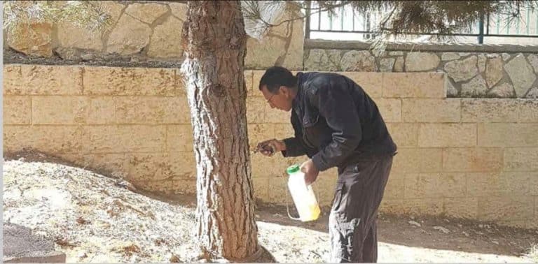 הדברה מפני תהלוכן האורן