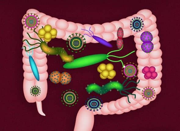 חיידקי מעיים