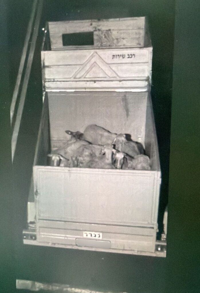 כבשים שאותרו במהלך פעילות מג"ב בדרום לאחר גניבתן מהמכון הוולקני בבית דגן
