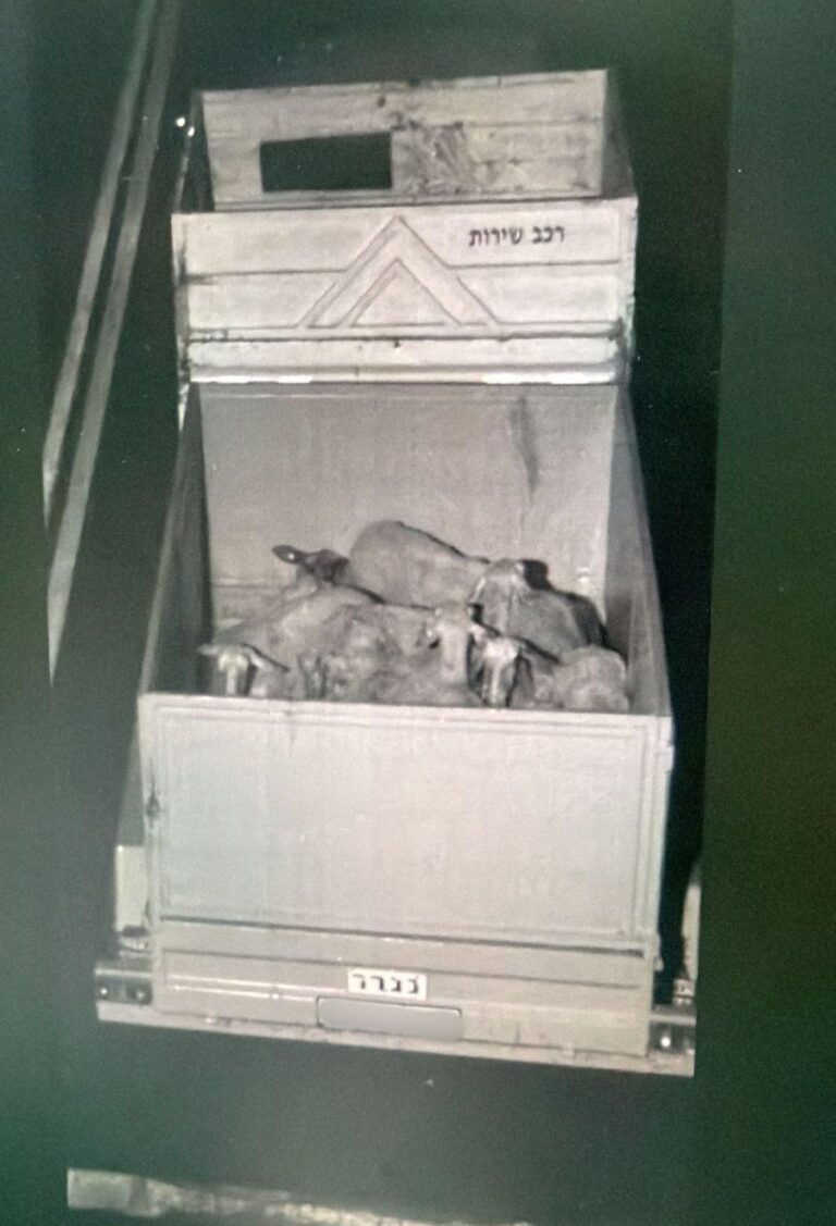 כבשים שאותרו במהלך פעילות מג"ב בדרום לאחר גניבתן מהמכון הוולקני בבית דגן
