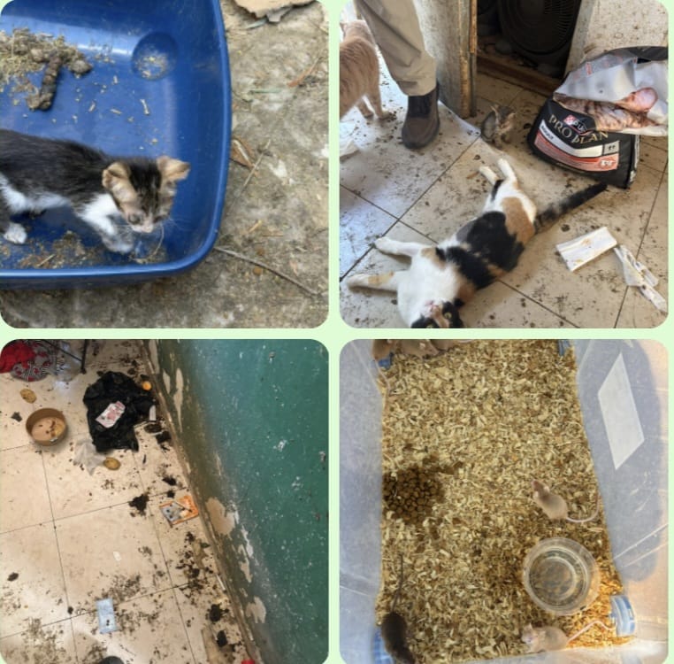 שוטרי תחנת באר שבע והשירות הווטרינרי העירוני במהלך חילוץ בעלי חיים מבית בעיר, בעקבות חשד להחזקתם בתנאים קשים