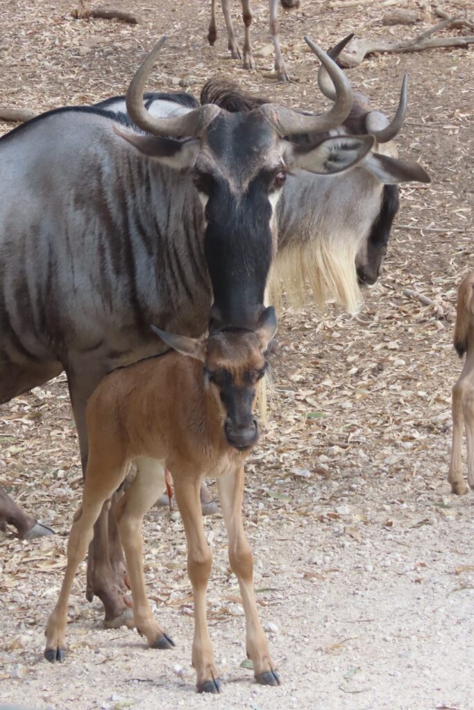 עופרי גנו צעירים צועדים לצד אימותיהם במרחבי הסוואנה של ספארי רמת גן