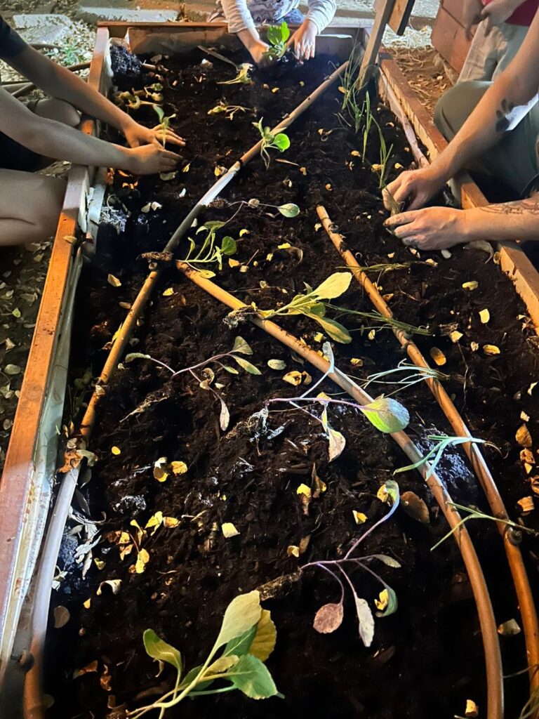 ילדי המרכז לעולה במודיעין מכבים רעות שותלים ירקות ופירות עונתיים בגינה האקולוגית